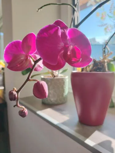 Suite Orchidee - SalzkammerNest