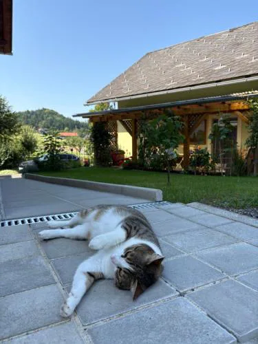 Gästezimmer Schupanez