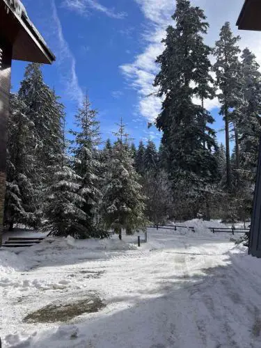 Lyra Forest Apartment