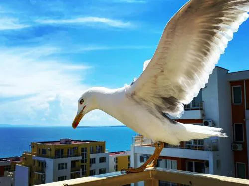 Sea View Panoramic Apartments, Fort Noks Crown Club