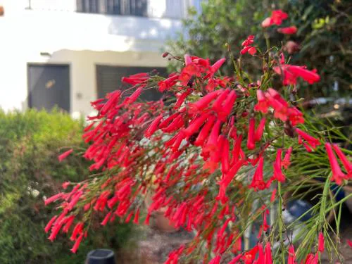Natalia's Townhouse, Margarita Gardens 003