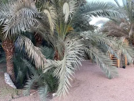 Palm nest home