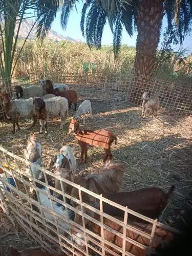 Isis farm house