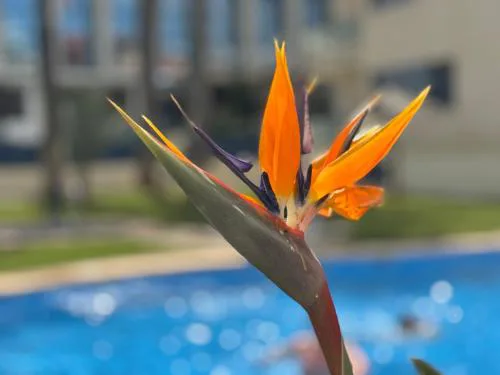 Apartamento Port Dénia