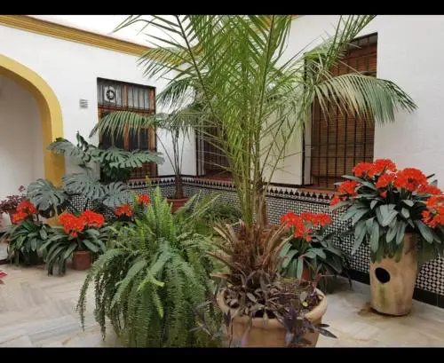 La casa de Tachi