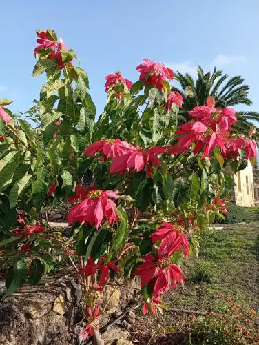 Finca Las Tapias, Casa Mañé