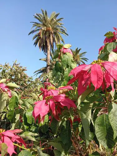 Finca Las Tapias, Glorieta