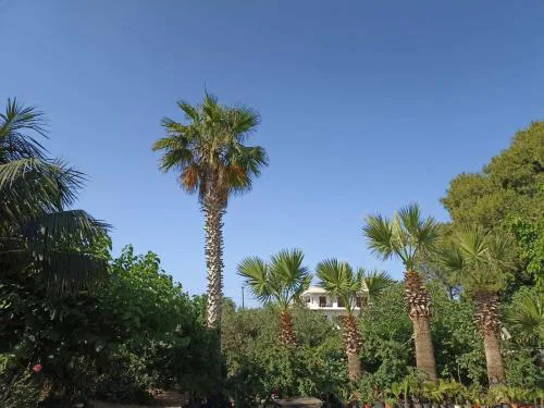 palm-tree