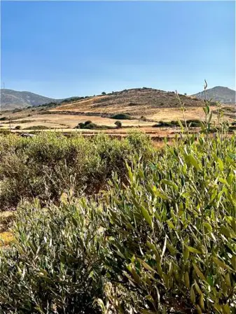 Ampelonas Antiparos