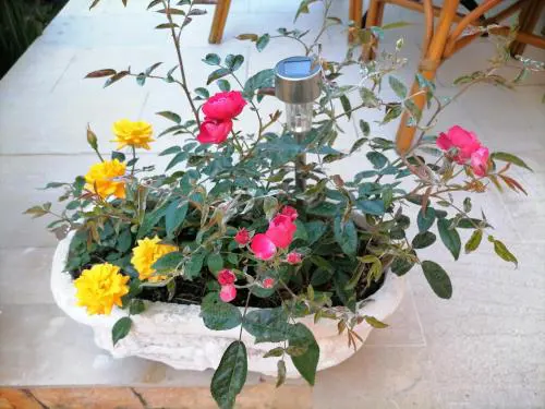 flower garden apartment