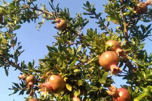 Pomegranate Seaside Corner