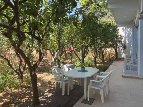 Orange Tree