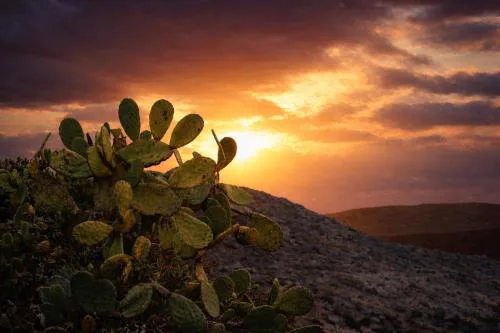 Prickly Pear House