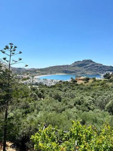 Olive Grove