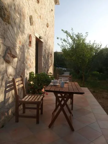 Olive Trees