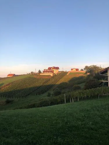 B&B OPG Culig