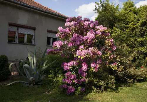 Rooms Branka