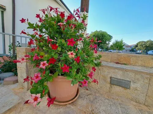 Flos Carmeli