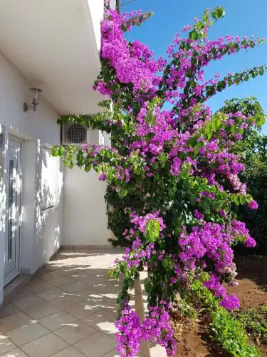 Bugenvilija apartment