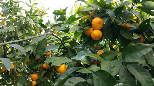 Haus Mandarina