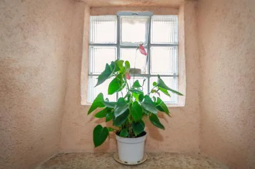 Dila apartment
