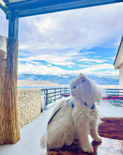 Mila's pet friendly holiday house