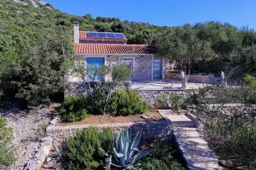 House Lemon Tree