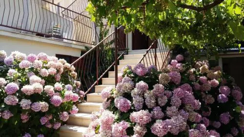 Apartment Rosa