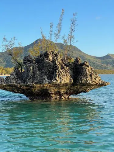 Waveist Crest