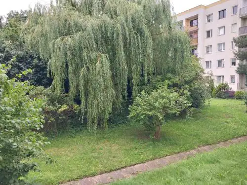 Willow