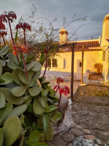 Olive -Casa da Boavista