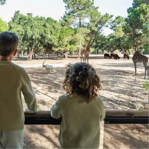 Badoca Safari Glamping Experience