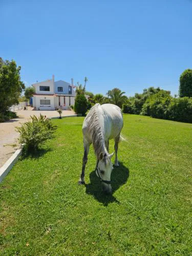Casa Seahorses b