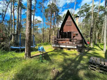 Cozy hut in the pine forest