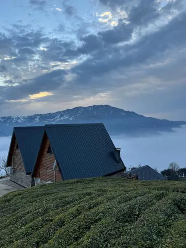 Cela Zeni Suit Bungalov